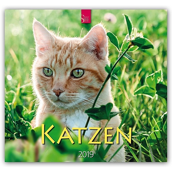 Katzen 2019