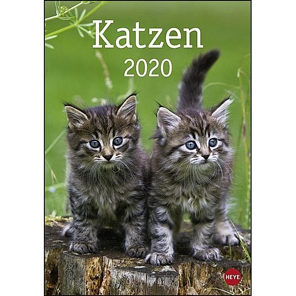 Katzen 2020