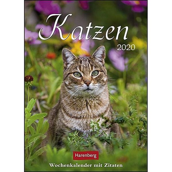 Katzen 2020