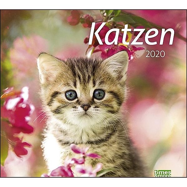 Katzen 2020