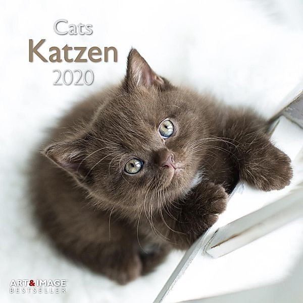 Katzen 2020