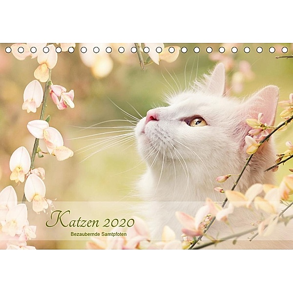 Katzen 2020 Bezaubernde Samtpfoten (Tischkalender 2020 DIN A5 quer), Janice Pohle