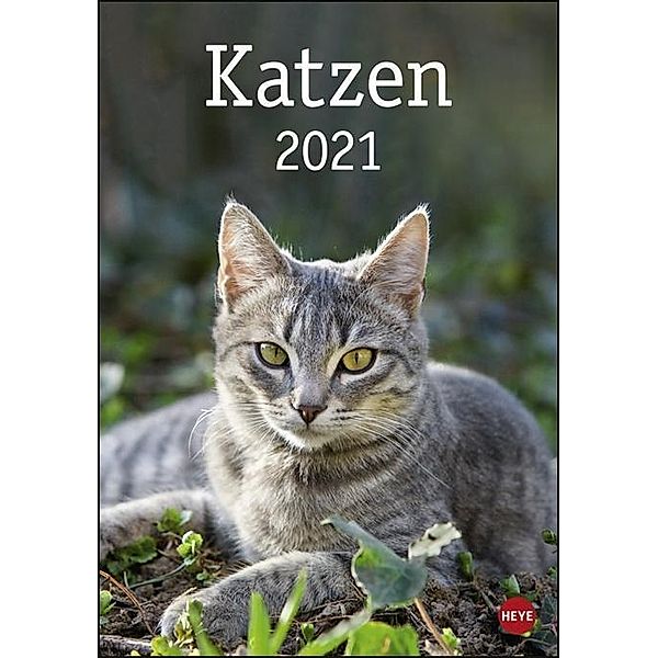 Katzen 2021