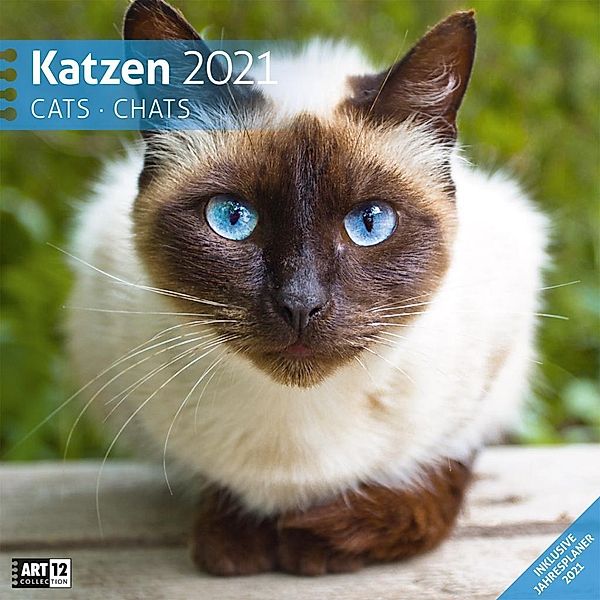 Katzen 2021