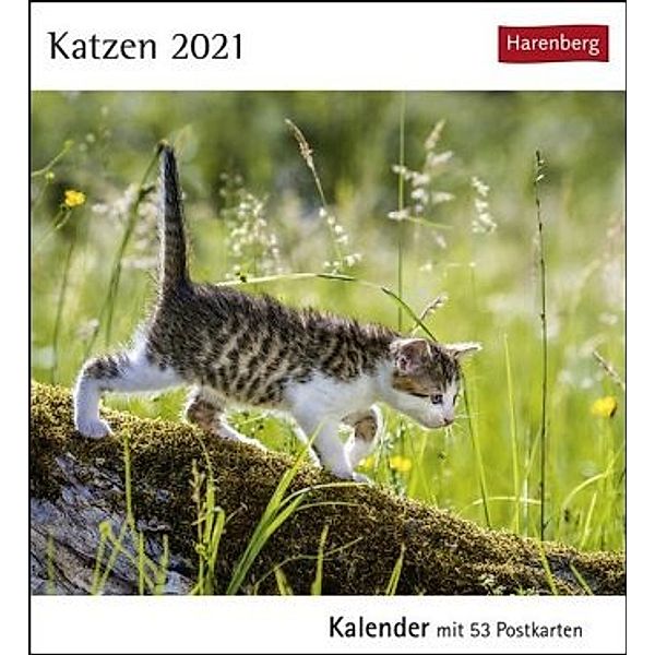 Katzen 2021