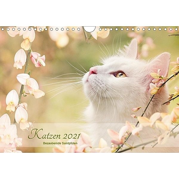 Katzen 2021 Bezaubernde Samtpfoten (Wandkalender 2021 DIN A4 quer), Janice Pohle