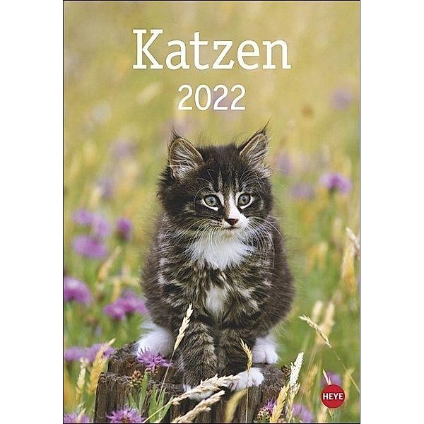 Katzen 2022