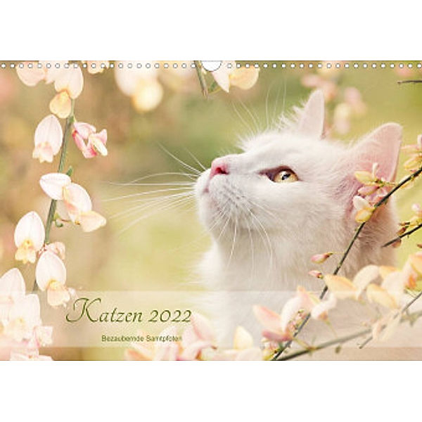 Katzen 2022  Bezaubernde Samtpfoten (Wandkalender 2022 DIN A3 quer), Janice Pohle
