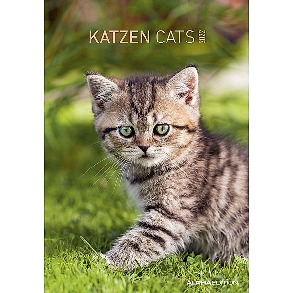 Katzen 2022 - Bildkalender 23,7x34 cm - Kalender mit Platz für Notizen - mit vielen Zusatzinformationen - Cats - Wandkal
