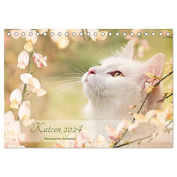 Katzen 2024 Bezaubernde Samtpfoten (Tischkalender 2024 DIN A5 quer), CALVENDO Monatskalender, Janice Pohle