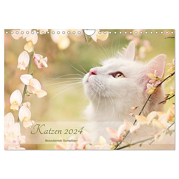Katzen 2024 Bezaubernde Samtpfoten (Wandkalender 2024 DIN A4 quer), CALVENDO Monatskalender, Janice Pohle