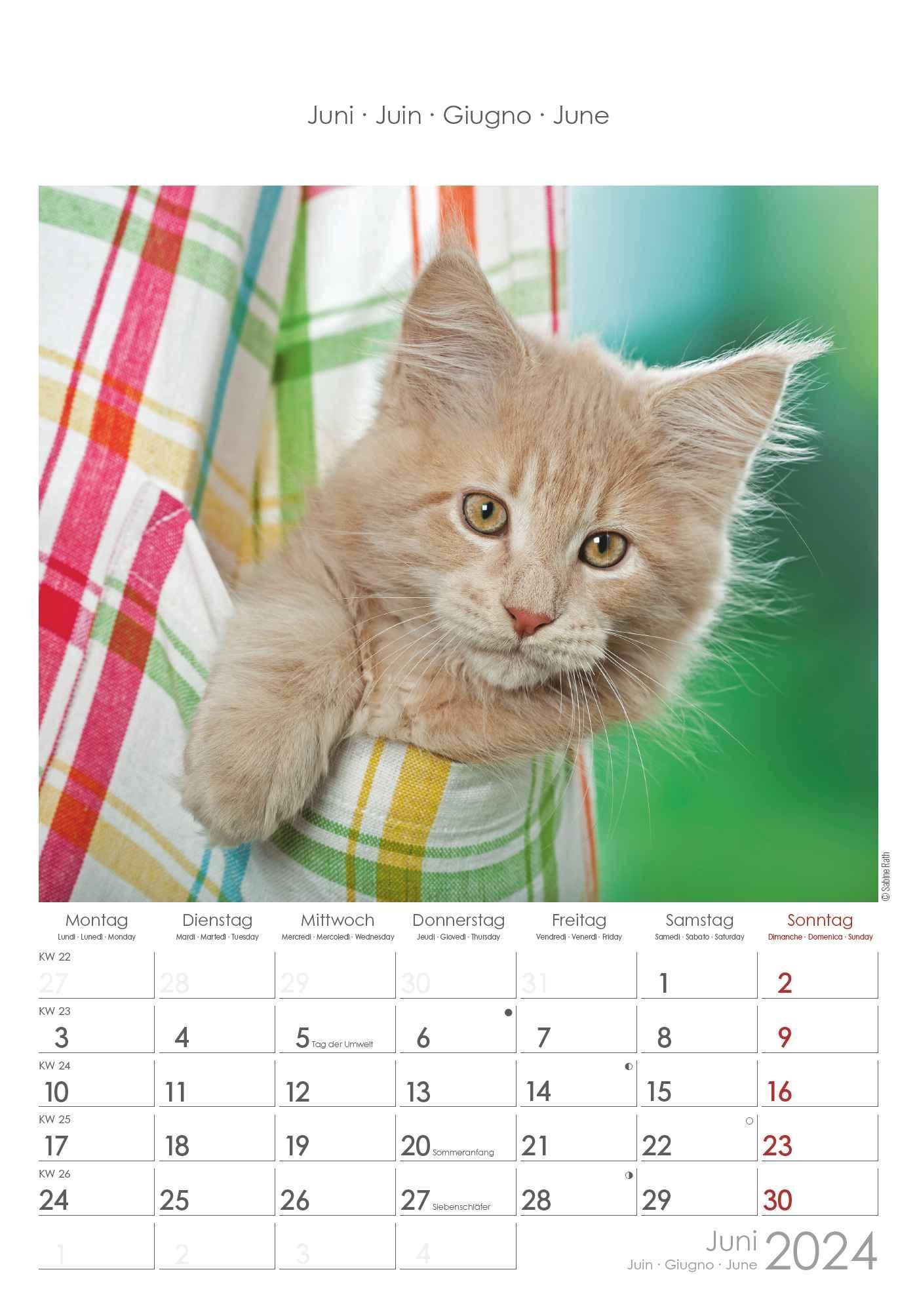 Katzen 2024 Bildkalender 23,7x34 cm Kalender mit Platz für Notizen  mit vielen Zusatzinformationen Cats Wandkal