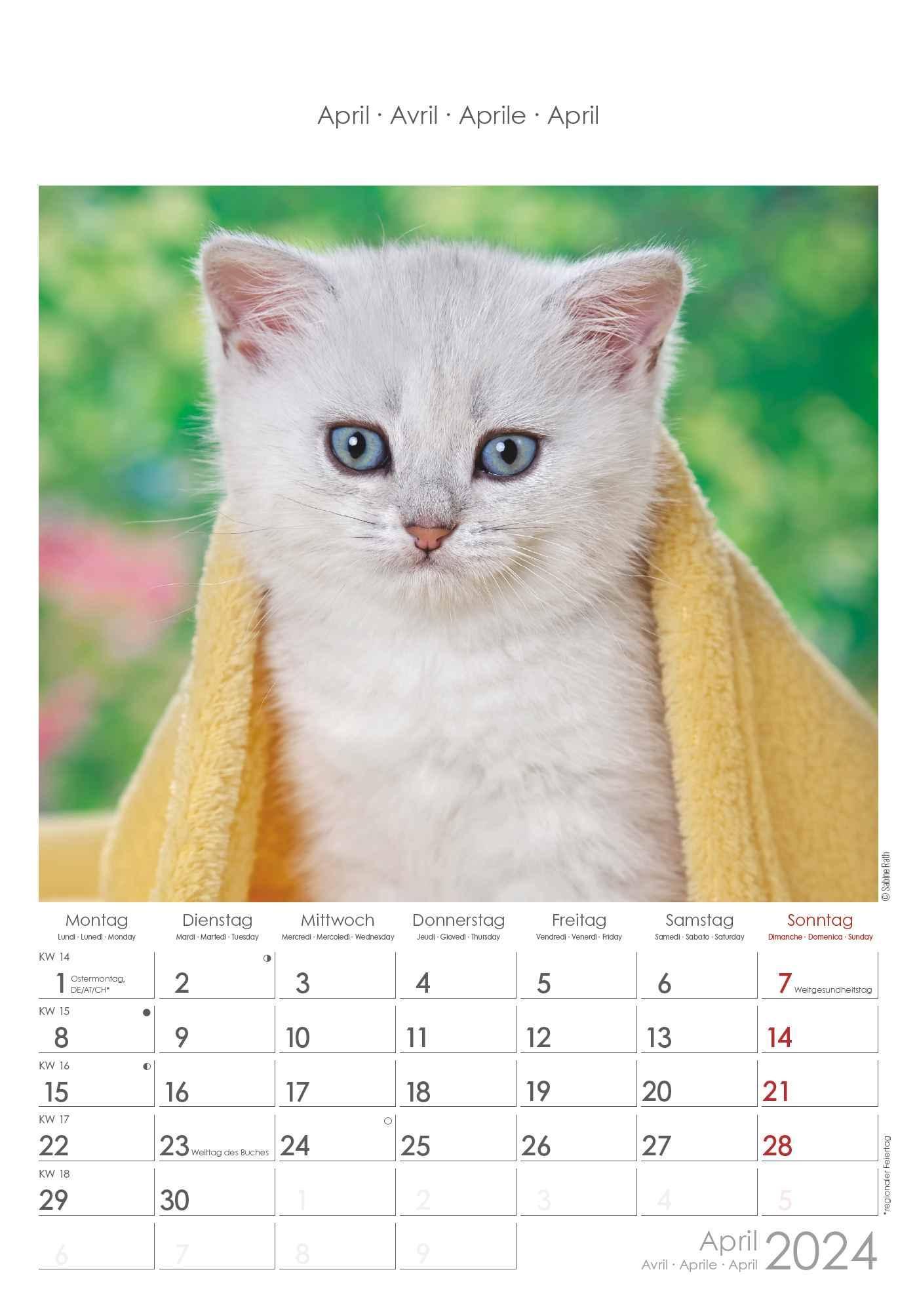 Katzen 2024 Bildkalender 23,7x34 cm Kalender mit Platz für Notizen  mit vielen Zusatzinformationen Cats Wandkal