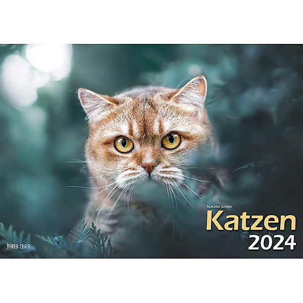 Katzen 2024 Bildkalender A3 quer - Natalie Grosse