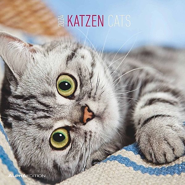 Katzen 2024 - Broschürenkalender 30x30 cm (30x60 geöffnet) - Kalender mit Platz für Notizen - Cats - Bildkalender - Wandplaner - Katzenkalender