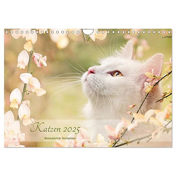 Katzen 2025 Bezaubernde Samtpfoten (Wandkalender 2025 DIN A4 quer), CALVENDO Monatskalender, Calvendo, Janice Pohle