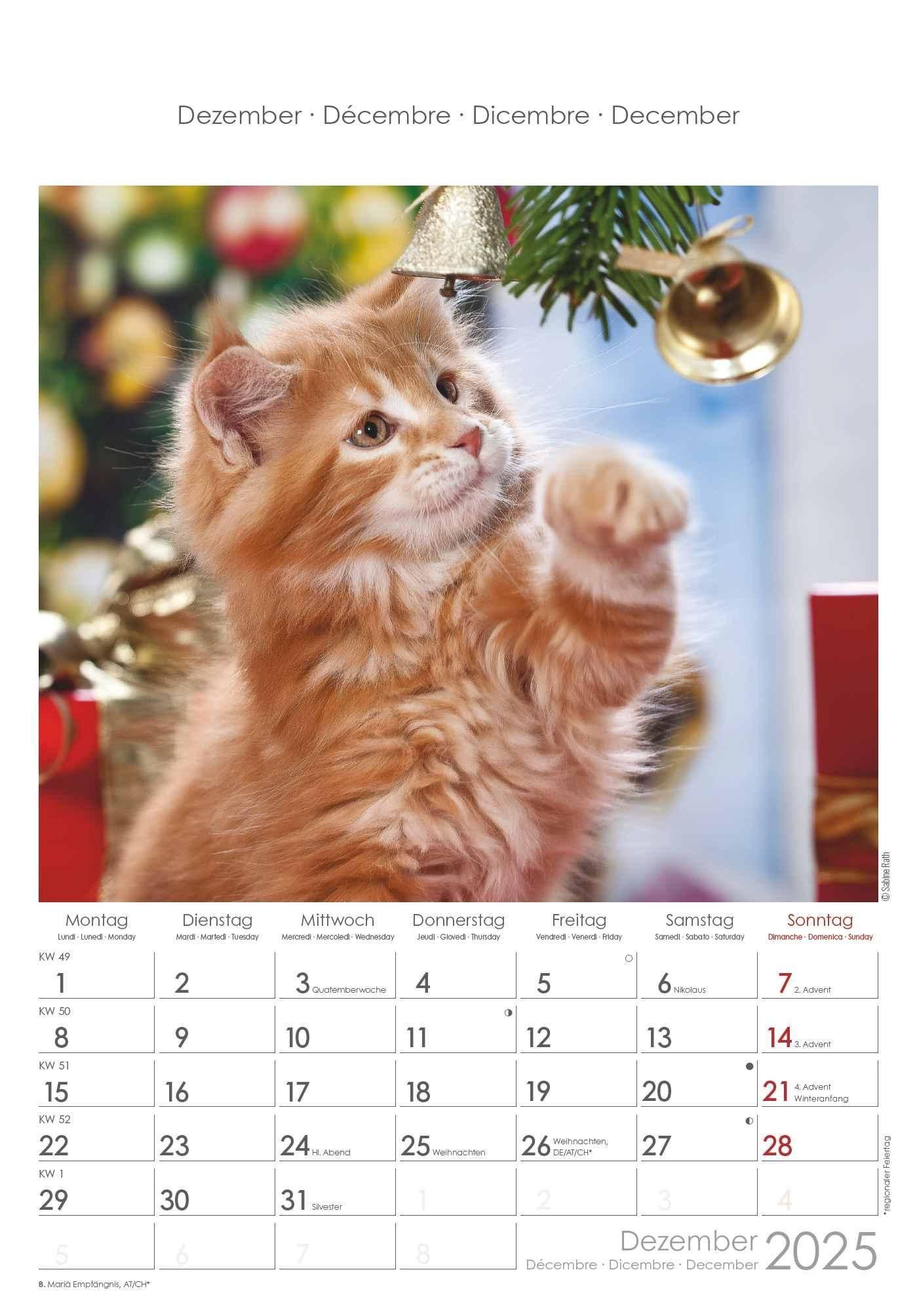 Katzen 2025 - Bildkalender 23,7x34 cm - Kalender mit Platz für Notizen - mit vielen 