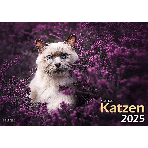 Katzen 2025 Bildkalender A3 quer - Natalie Große