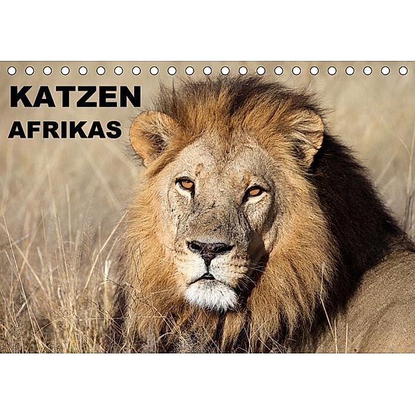Katzen Afrikas (Tischkalender 2020 DIN A5 quer), Michael Herzog