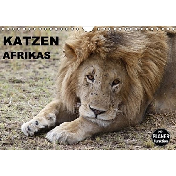 Katzen Afrikas (Wandkalender 2016 DIN A4 quer), Michael Herzog