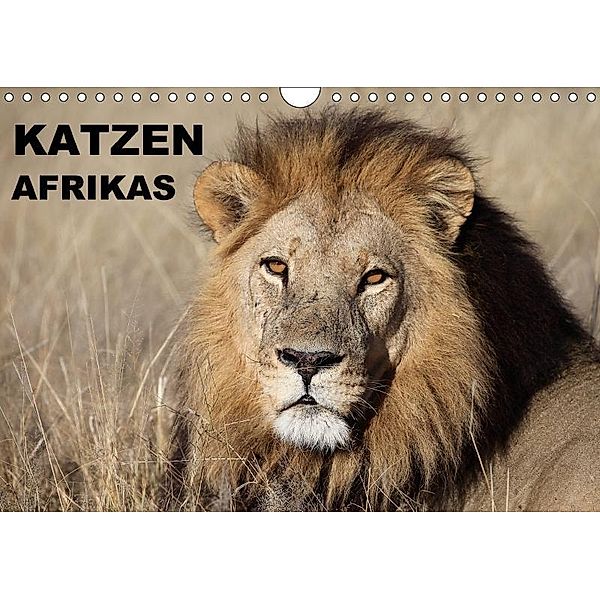 Katzen Afrikas (Wandkalender 2017 DIN A4 quer), Michael Herzog