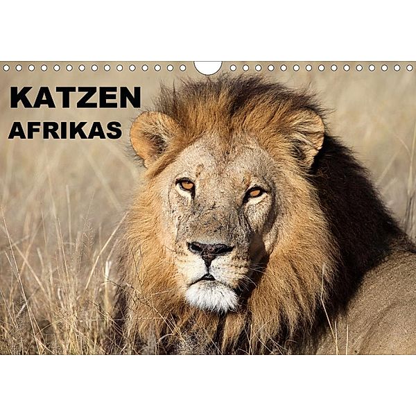 Katzen Afrikas (Wandkalender 2020 DIN A4 quer), Michael Herzog