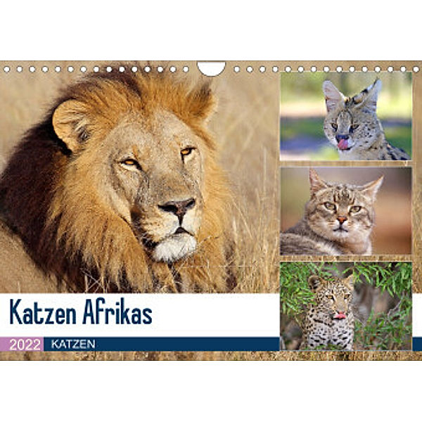 Katzen Afrikas (Wandkalender 2022 DIN A4 quer), Michael Herzog