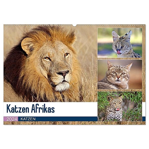 Katzen Afrikas (Wandkalender 2024 DIN A2 quer), CALVENDO Monatskalender, Michael Herzog