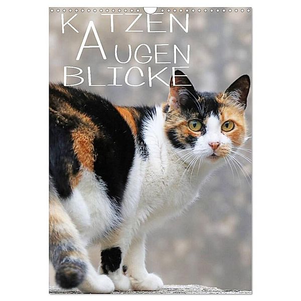 KATZEN AUGEN BLICKE (Wandkalender 2024 DIN A3 hoch), CALVENDO Monatskalender, reinhard sock