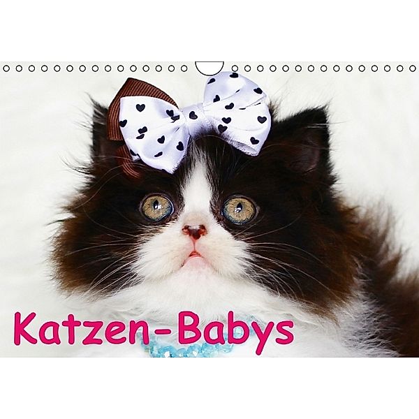 Katzen-Babys (Wandkalender immerwährend DIN A4 quer), Elisabeth Stanzer