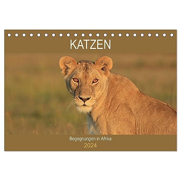 Katzen - Begegnungen in Afrika (Tischkalender 2024 DIN A5 quer), CALVENDO Monatskalender, Michael Herzog