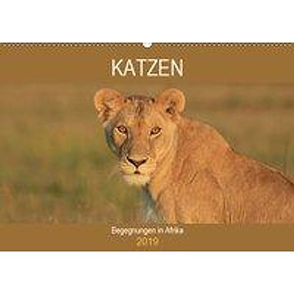 Katzen - Begegnungen in Afrika (Wandkalender 2019 DIN A2 quer), Michael Herzog