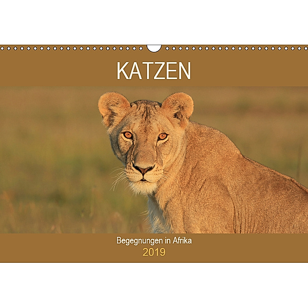 Katzen - Begegnungen in Afrika (Wandkalender 2019 DIN A3 quer), Michael Herzog
