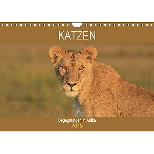 Katzen - Begegnungen in Afrika (Wandkalender 2019 DIN A4 quer), Michael Herzog