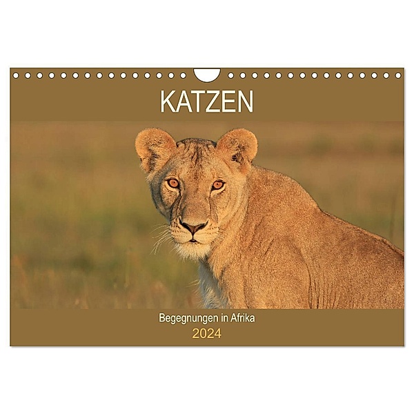Katzen - Begegnungen in Afrika (Wandkalender 2024 DIN A4 quer), CALVENDO Monatskalender, Michael Herzog