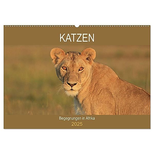 Katzen - Begegnungen in Afrika (Wandkalender 2025 DIN A2 quer), CALVENDO Monatskalender, Calvendo, Michael Herzog