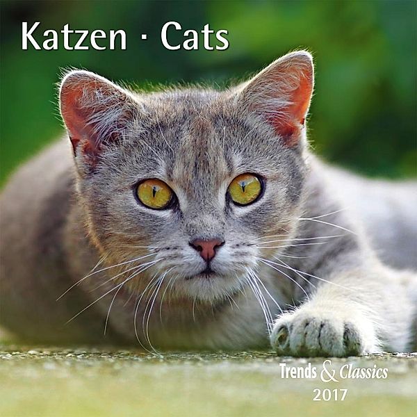 Katzen / Cats 2017