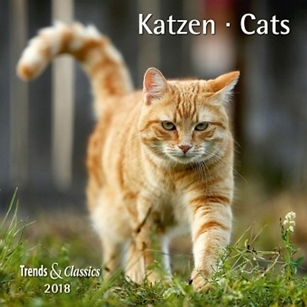 Katzen / Cats 2018