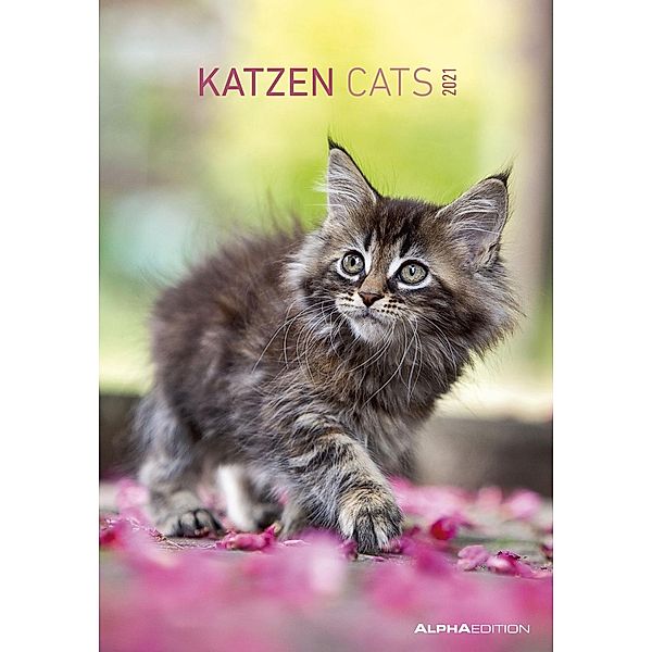 Katzen / Cats 2021