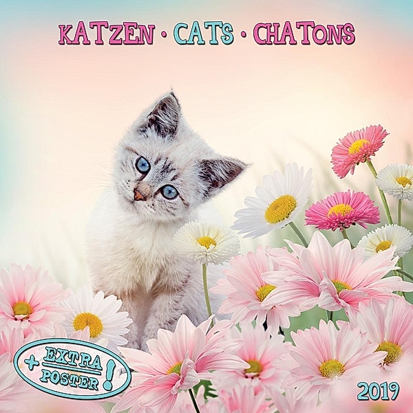 Katzen / Cats / Chatons 2019
