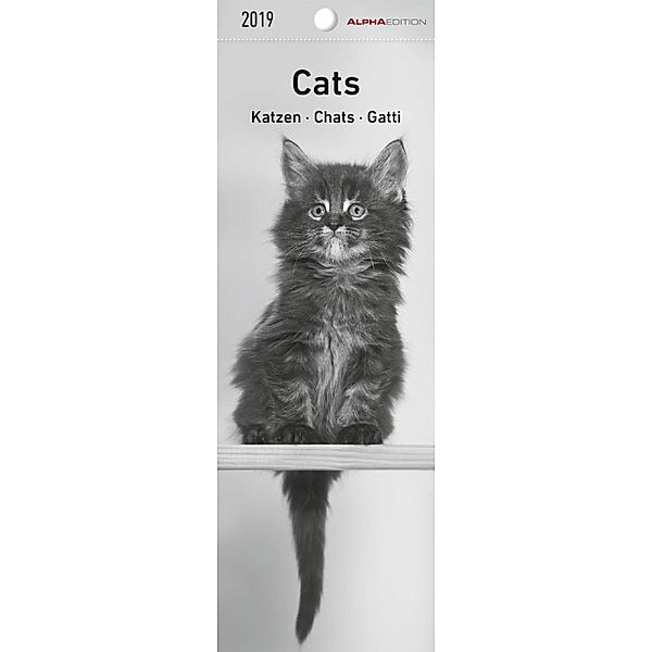 Katzen / Cats / Chats / Gatti 2019, ALPHA EDITION