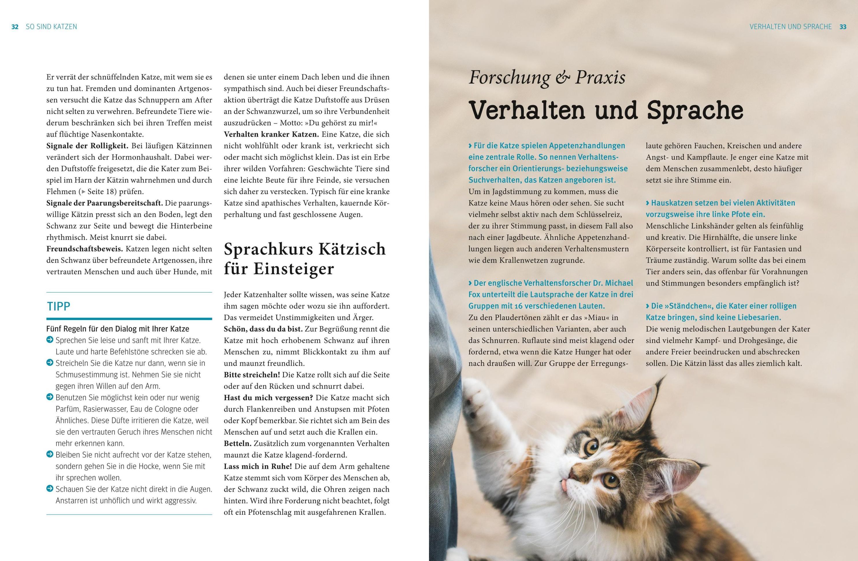 Katzen - Das große Praxishandbuch Buch versandkostenfrei bei Weltbild.at