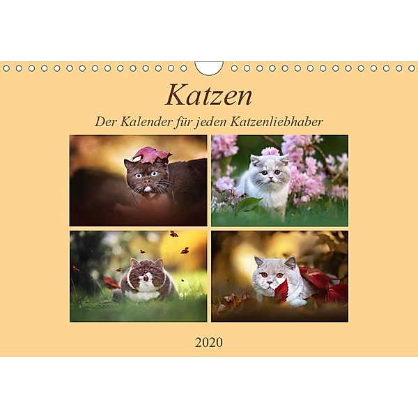 Katzen - Der Kalender für jeden Katzenliebhaber (Wandkalender 2020 DIN A4 quer), Janina Bürger