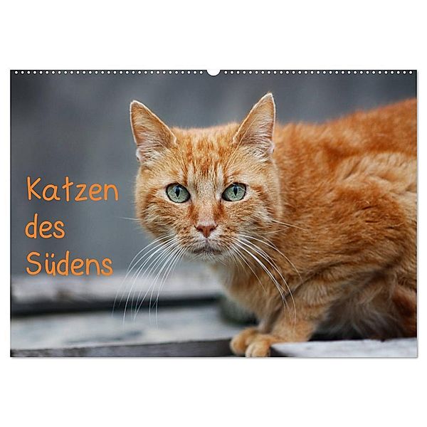 Katzen des Südens (Wandkalender 2024 DIN A2 quer), CALVENDO Monatskalender, Claudia Möckel / Lucy L!u