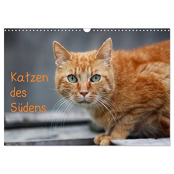 Katzen des Südens (Wandkalender 2024 DIN A3 quer), CALVENDO Monatskalender, Claudia Möckel / Lucy L!u