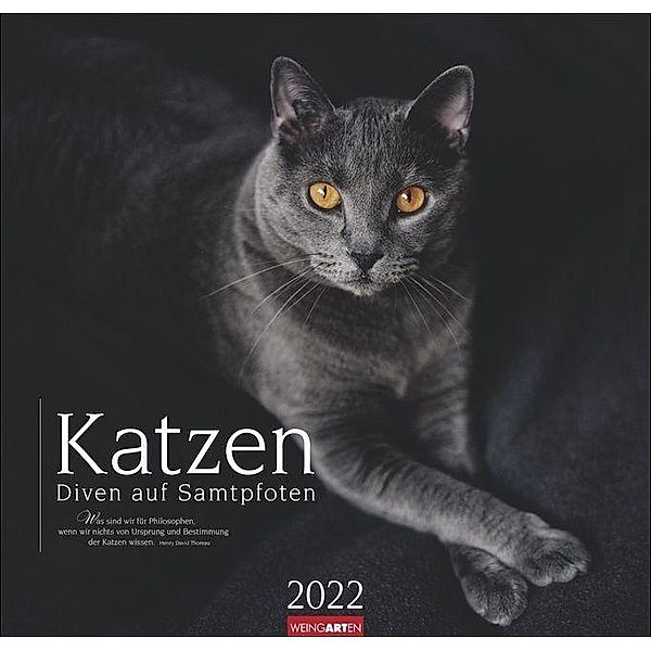 Katzen - Diven auf Samtpfoten 2022