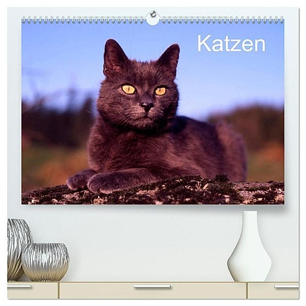 Katzen (hochwertiger Premium Wandkalender 2024 DIN A2 quer), Kunstdruck in Hochglanz, McPHOTO