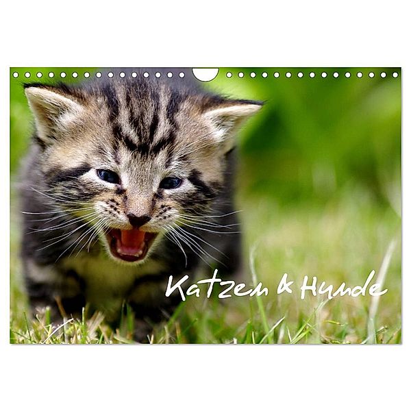 Katzen & Hunde (Wandkalender 2024 DIN A4 quer), CALVENDO Monatskalender, Heiko Lehmann