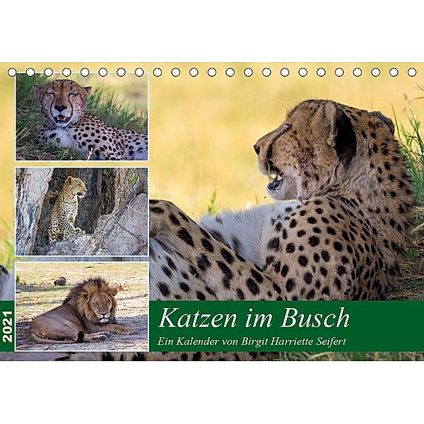 Katzen im Busch (Tischkalender 2021 DIN A5 quer), Birgit Harriette Seifert