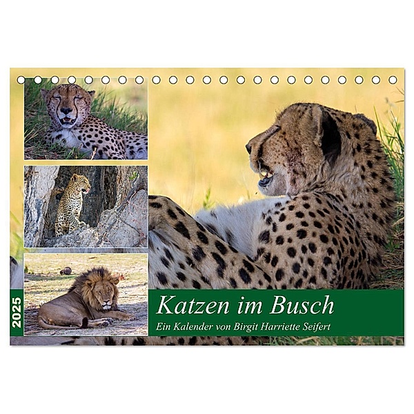 Katzen im Busch (Tischkalender 2025 DIN A5 quer), CALVENDO Monatskalender, Calvendo, Birgit Harriette Seifert